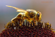 নিশ্চিত মৃত্যু জেনেও পুরুষ মৌমাছি কেন রাণী মৌমাছি ‘র সাথে মিলন করে! রাণী মৌমাছি